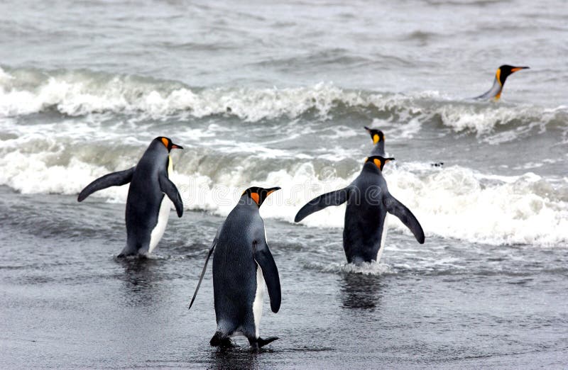 King penguin