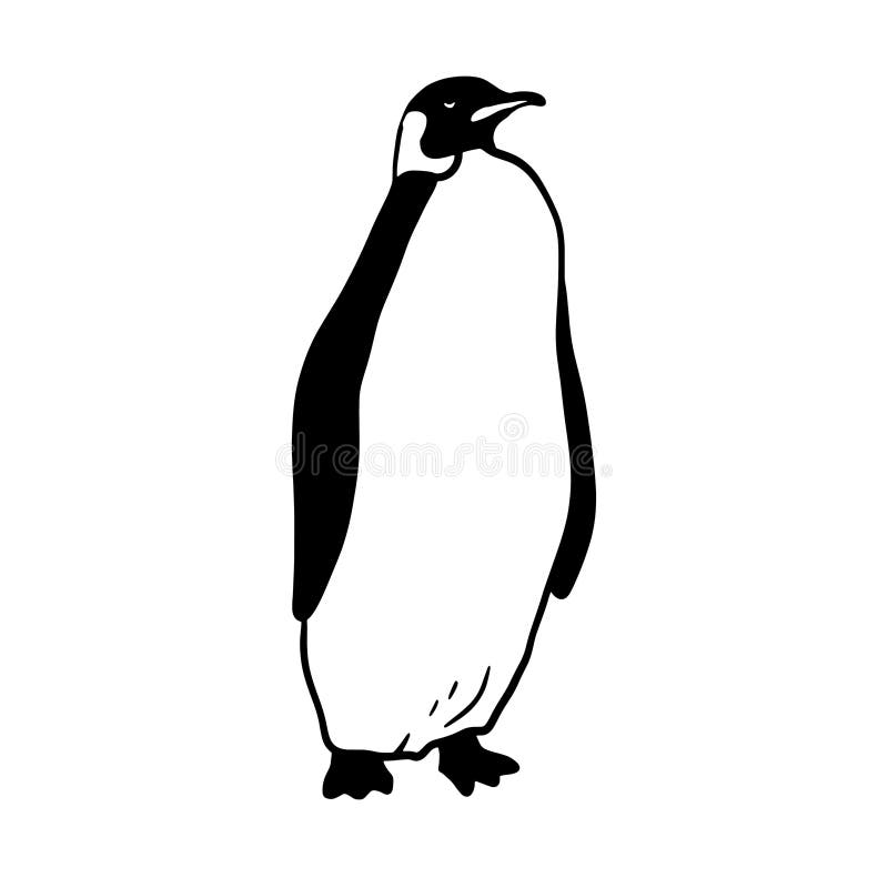 King Penguin. Monochrome Vector Illustration. Realistic Animal Stock