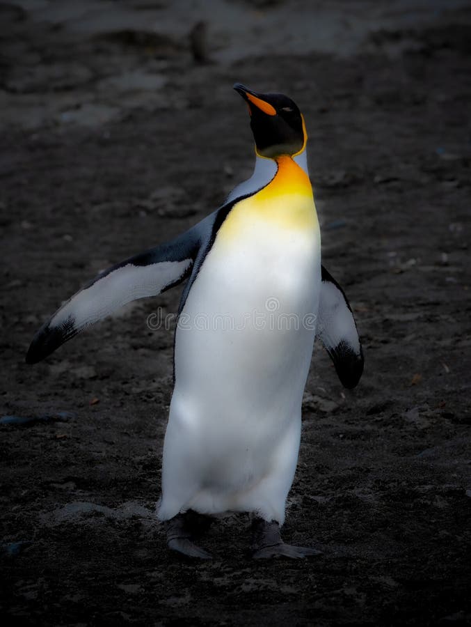 King Penguin is the second largest species of penguin, smaller, but somewhat similar in appearance to the emperor penguin