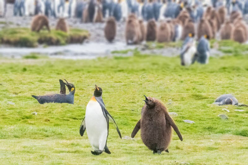 King Penguin is the second largest species of penguin, smaller, but somewhat similar in appearance to the emperor penguin