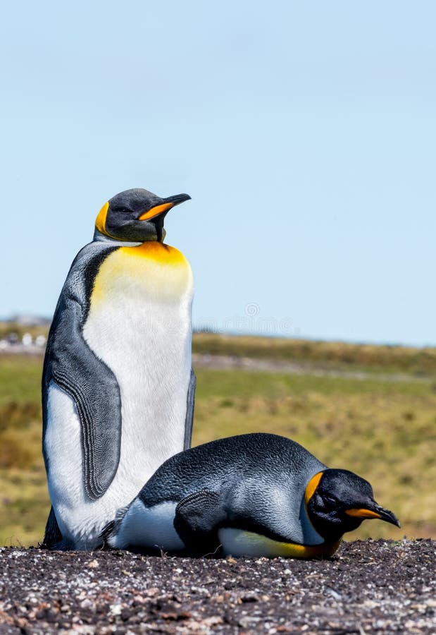 King Penguin is the second largest species of penguin, smaller, but somewhat similar in appearance to the emperor penguin