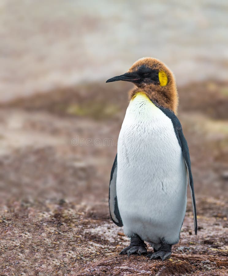 King Penguin. Is the second largest species of penguin, smaller, but somewhat similar in appearance to the emperor penguin