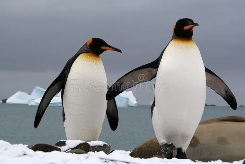 El rey pingüinos (bahía, sur sustituto antártico isla) 