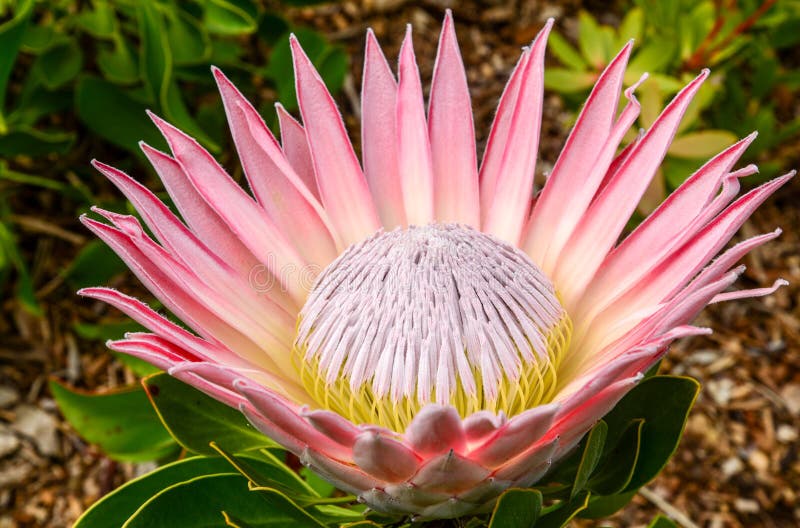 King of protea flowers