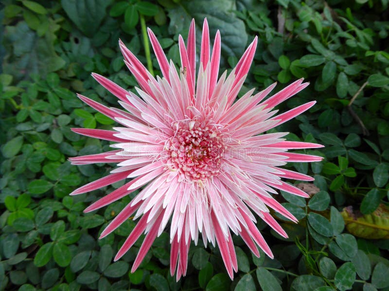 King protea Tropical Flower royalty free stock photo King protea Tropical Flower royalty free stock photo