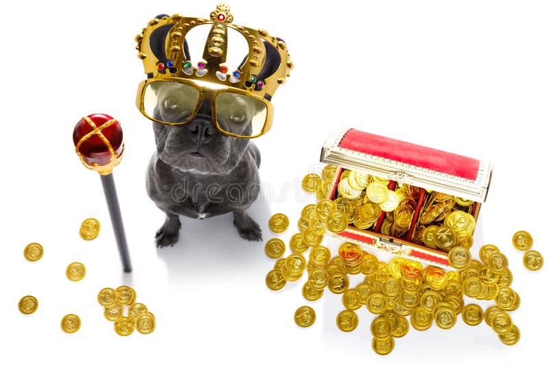 Money dog stock image. Image of loan, finance, joke, income - 28155261