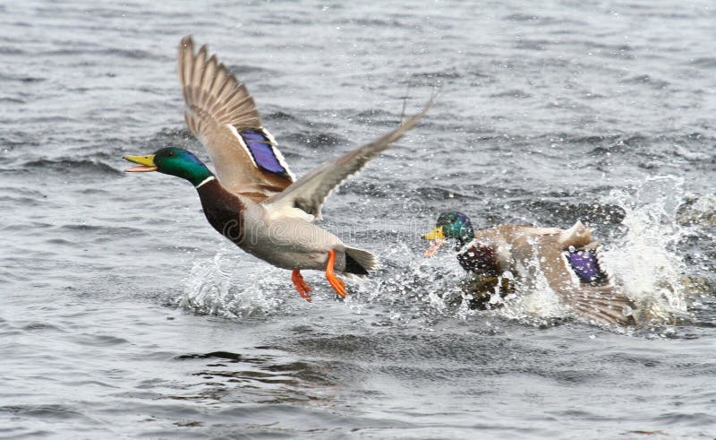 King of the River