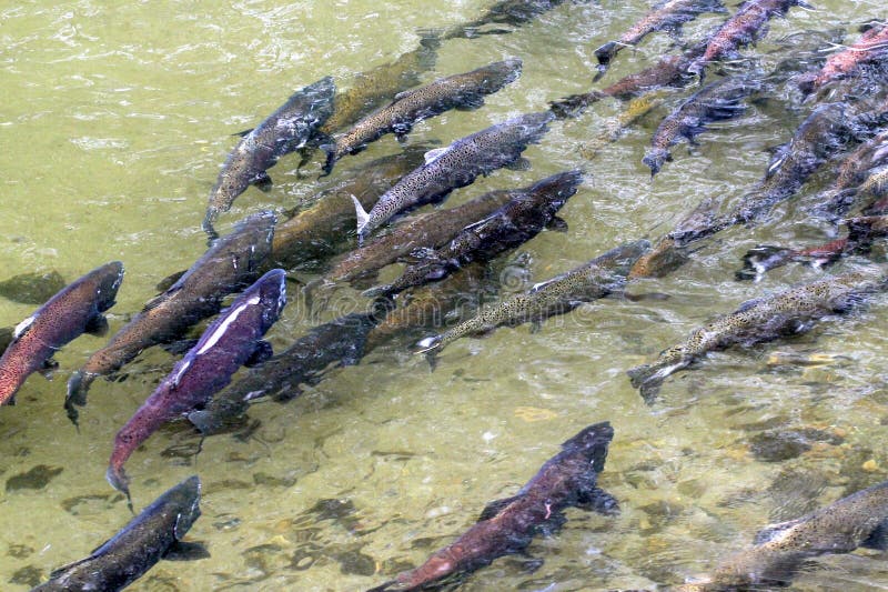 King Salmon Spawning stock image. Image of water, spawning 45109913