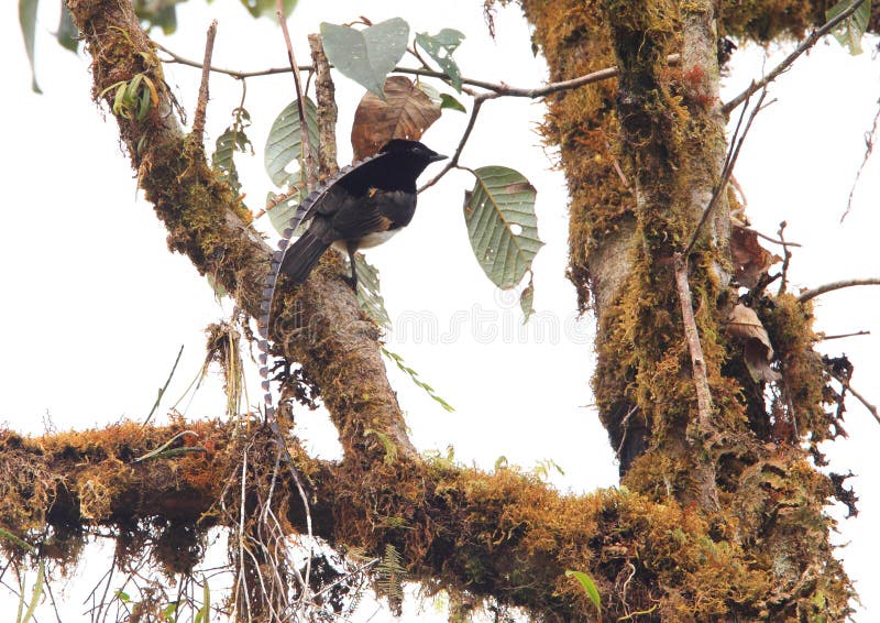 King-of-Saxony Bird-of-paradise