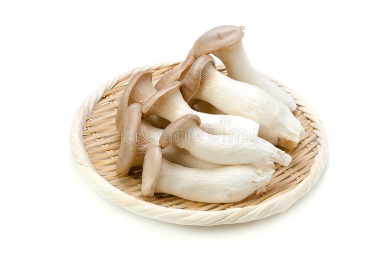 King trumpet mushroom stock images King trumpet mushroom stock images