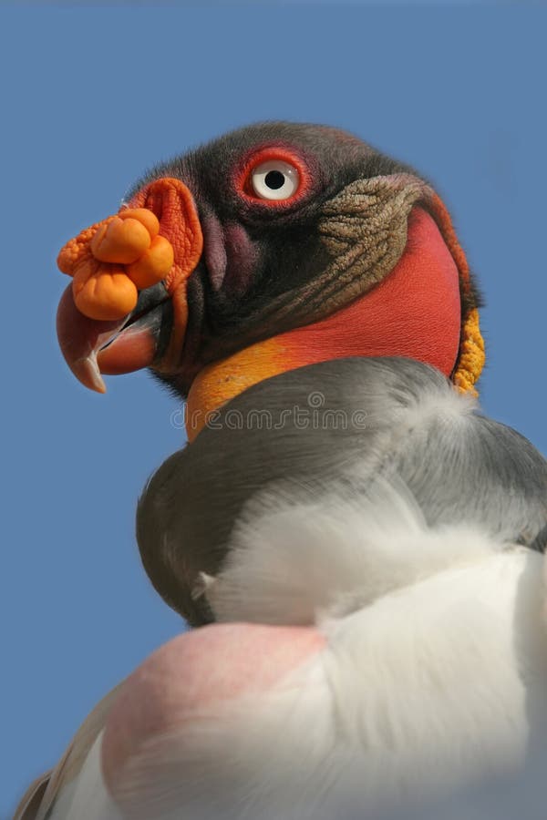 King vulture