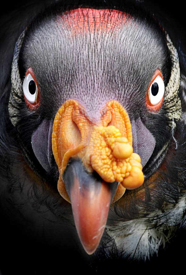 King Vulture