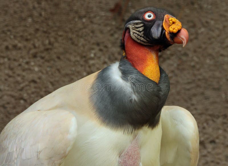 King Vulture royalty free stock images King Vulture royalty free stock images