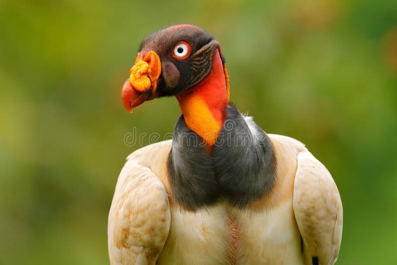 King vulture, Costa Rica, large bird found in South America. Flying bird, forest in the background. Wildlife scene from tropic nat royalty free stock photo