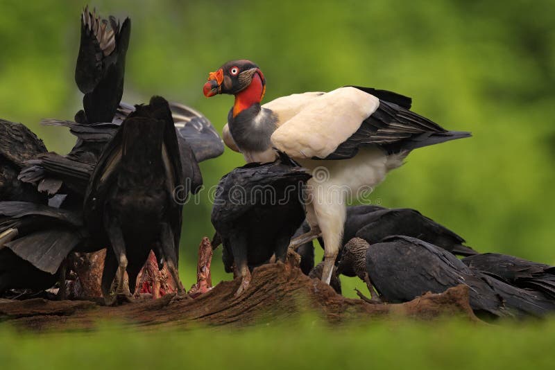 King vulture, Costa Rica, large bird found in South America. Wildlife scene from tropic nature. Condor with red head royalty free stock image