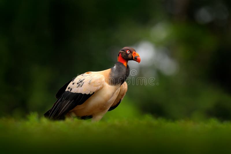 King vulture, Costa Rica, large bird found in South America. Wildlife scene from tropic nature. Condor with red head royalty free stock images
