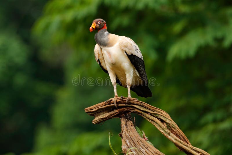 King vulture, Costa Rica, large bird found in South America. Wildlife scene from tropic nature. Condor with red head. royalty free stock images