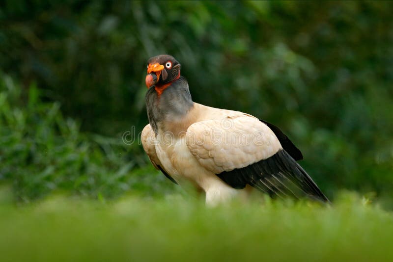 King vulture, Costa Rica, large bird found in South America. Wildlife scene from tropic nature. Condor with red head royalty free stock image