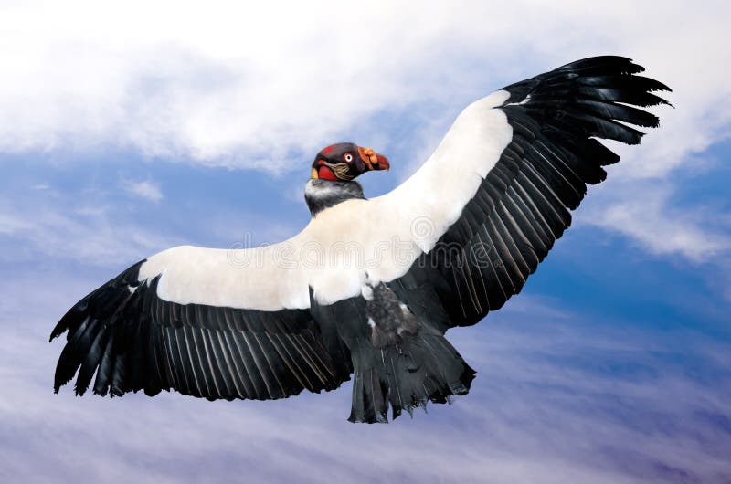 King vulture in flight (Sarcoramphus papa)