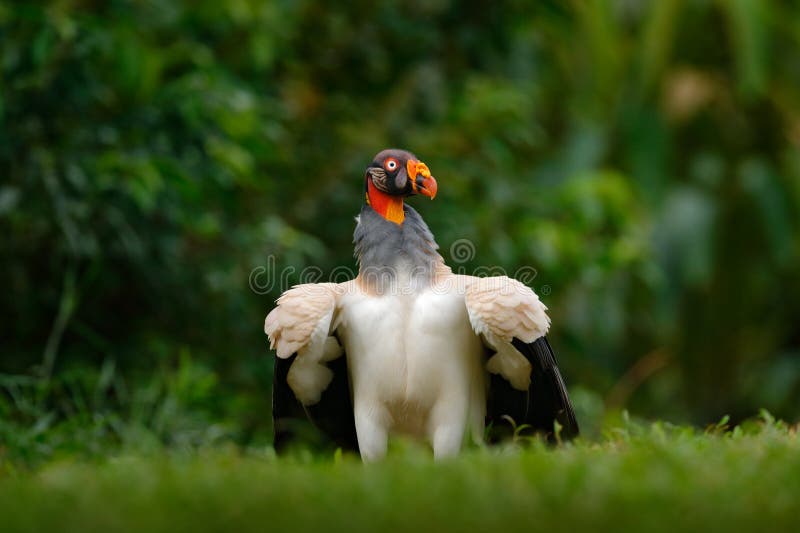 King vulture, Sarcoramphus papa, large bird found in Central and South America. Flying bird, forest in the background. Wildlife sc royalty free stock photos