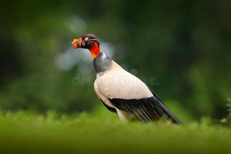 King vulture, Sarcoramphus papa, large bird found in Central and South America. Flying bird, forest in the background. Wildlife sc stock photo