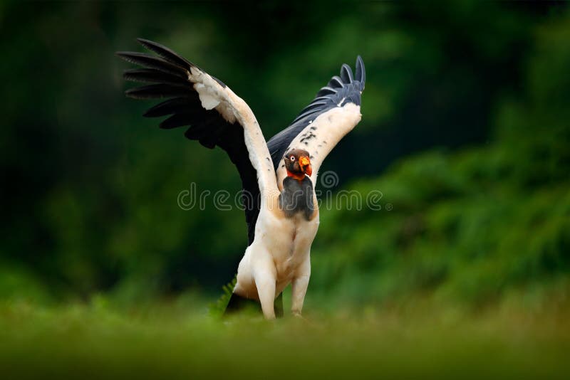 King vulture, Sarcoramphus papa, large bird found in Central and South America. Flying bird, forest in the background. Wildlife sc stock photo