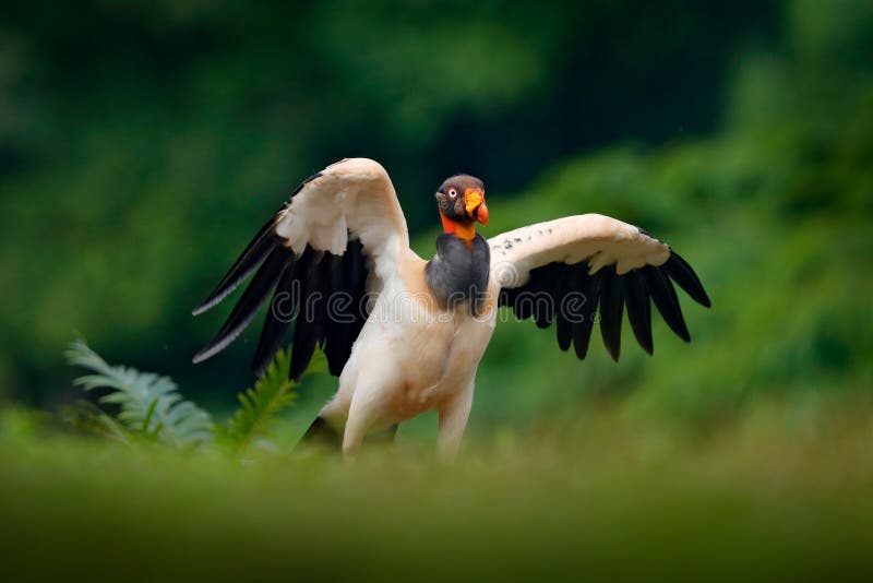 King vulture, Sarcoramphus papa, large bird found in Central and South America. Flying bird, forest in the background. Wildlife sc stock image