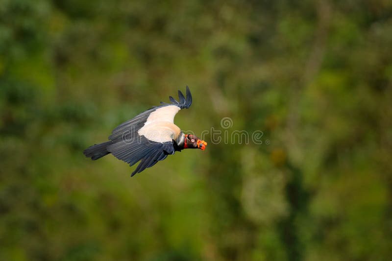 King vulture, Sarcoramphus papa, large bird found in Central and South America. Flying bird, forest in the background. Wildlife stock photo