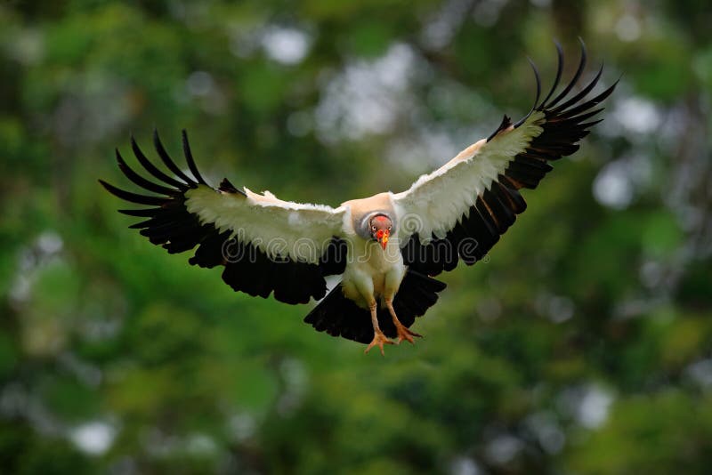 King vulture, Sarcoramphus papa, large bird found in Central and South America. King vulture in fly. Flying bird, forest in the ba stock image