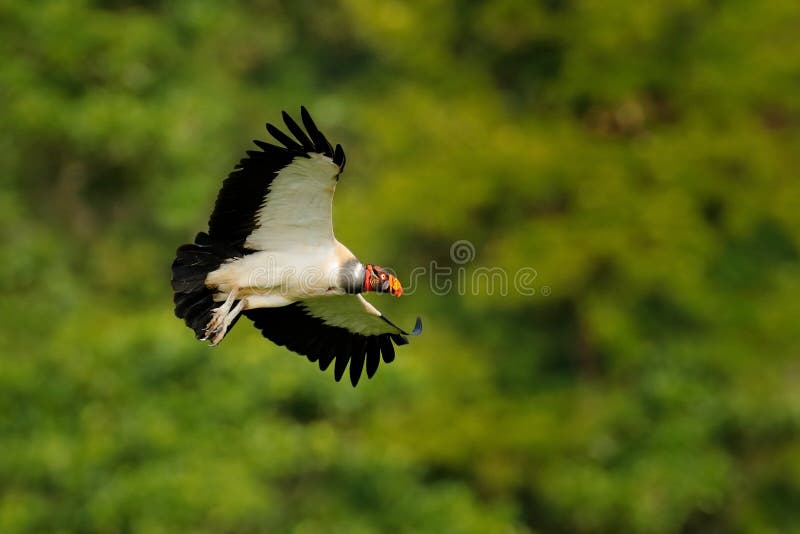 King vulture, Sarcoramphus papa, large bird found in Central and South America. King vulture in fly. Flying bird, forest in the ba stock photos