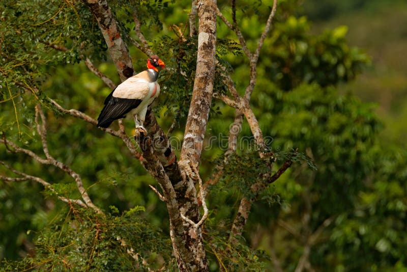 King vulture, Sarcoramphus papa, large bird found in Central and South America. King vulture in tree. Bird, forest in the backgrou stock photos