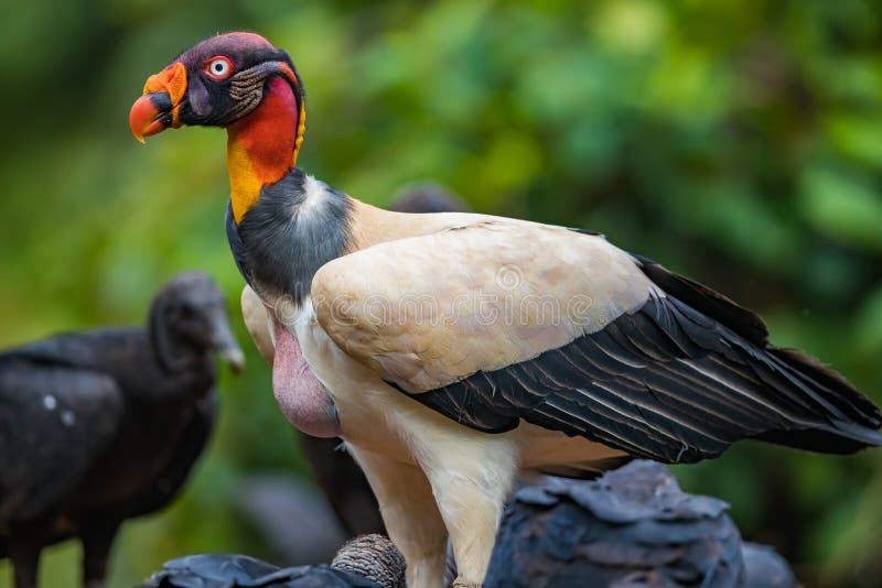 King vulture Sarcoramphus papa  with a full gullet from eating in Costa Rica. King vulture Sarcoramphus papa  with a full gullet from eating in Costa Rica