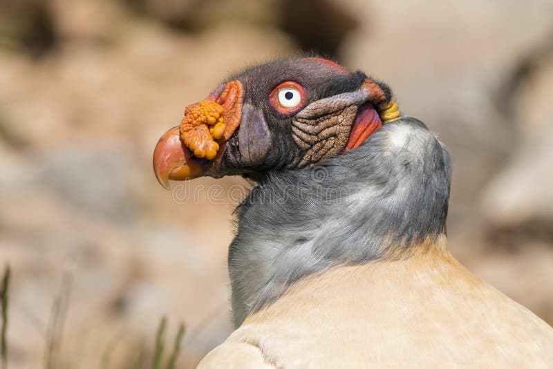 King vulture (Sarcoramphus papa)