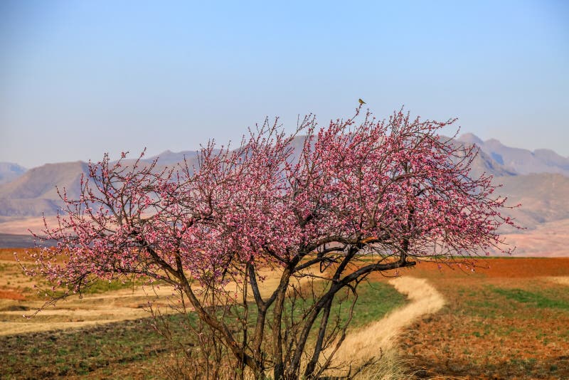 Beautiful Cherry Blossom Sakura in Spring Time at Sunset Stock Photo