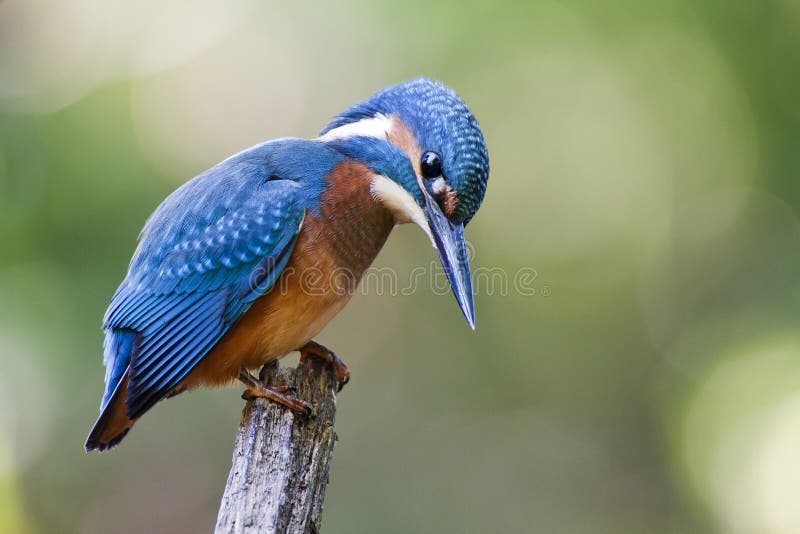 Sugarglider stock image. Image of silver, hand, hold 25701567