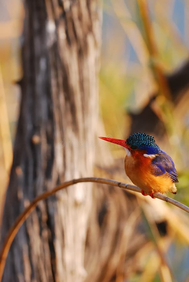 Kingfisher