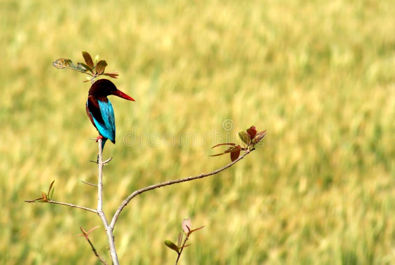 Kingfisher stock photo. Image of malachite, native, india 28417254
