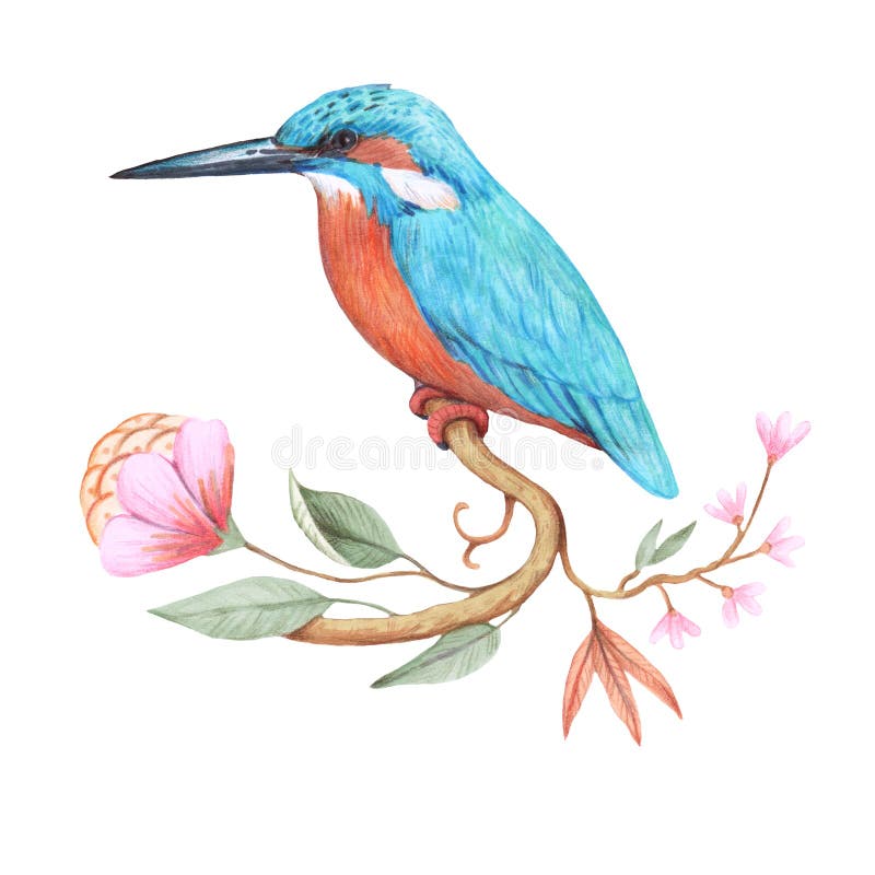 Kingfisher Drawing Stock Illustrations – 1,232 Kingfisher Drawing Stock  Illustrations, Vectors & Clipart - Dreamstime