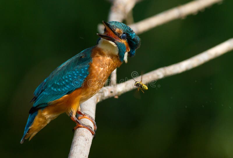 Eisvogel Alcedo Photos Free Royalty Free Stock Photos From Dreamstime