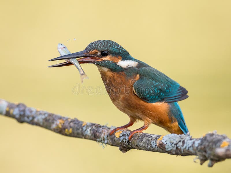 Kingfisher eating a fish stock image. Image of branch 31428449