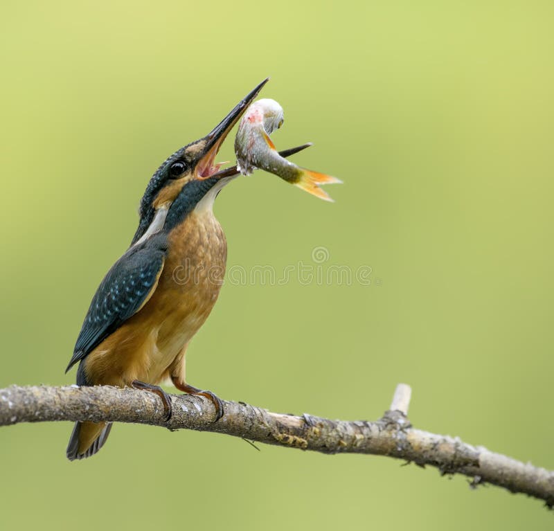 Kingfisher eating a fish stock image. Image of branch - 31428449