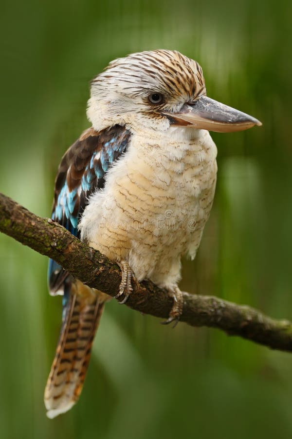 Kingfisher Blue-winged kookaburra, Dacelo leachii, Australia. Bird near the river. Kingfisher in the nature water grass habitat.