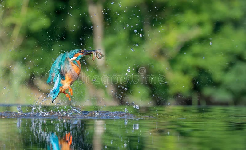 Kingfisher with catch