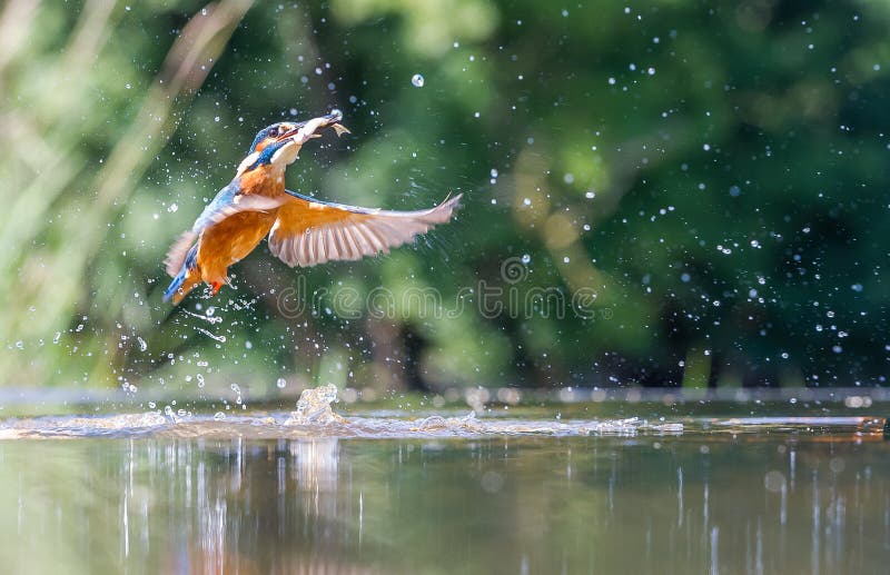 Kingfisher with catch