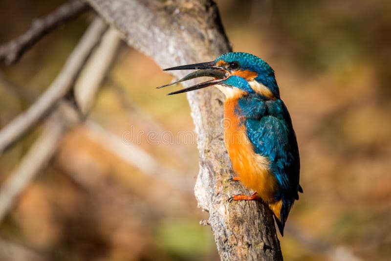 Kingfisher Eating Beautiful Color Blue and Brown Stock Image Image of