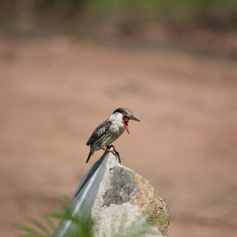 Kingfisher Masai Mara Kenya