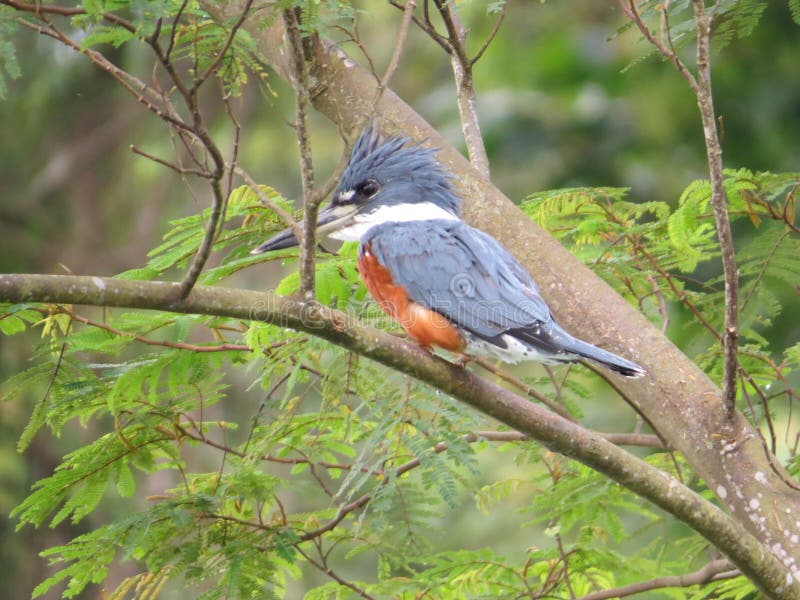 Kingfisher stock photo. Image of forest, nature, branch 47504722