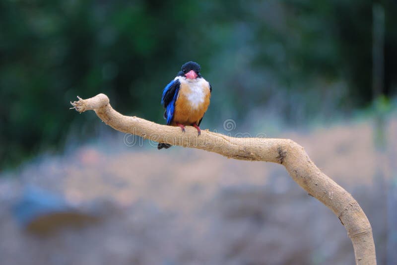 Un kingfisher con gorras negras en una rama. nombre científico : halcyon pileata