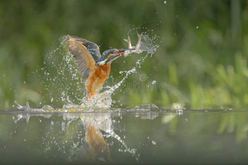 A female Kingfisher leaving the water after a successful dive. She has caught two small fish at once. A female Kingfisher leaving the water after a successful dive. She has caught two small fish at once.