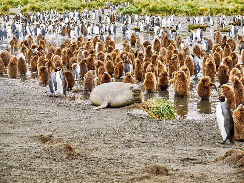 A lone Weddell seal Leptonychotes weddellii lying down among a colony of king penguins Aptenodytes patagonicus, both juvenile and adults, in Gold Bay on South Georgia Island in the South Atlantic Ocean. A lone Weddell seal Leptonychotes weddellii lying down among a colony of king penguins Aptenodytes patagonicus, both juvenile and adults, in Gold Bay on South Georgia Island in the South Atlantic Ocean.